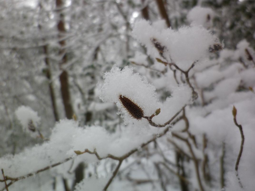 コバノミツバツツジの芽と雪