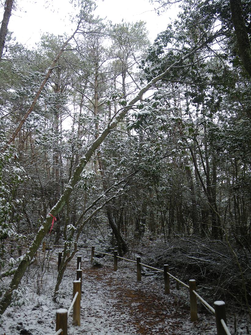 雪で傾いた木