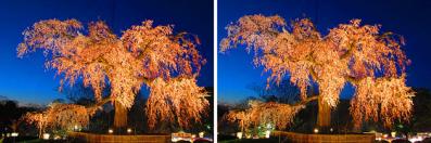 京都円山公園 枝垂桜 ライトアップ 交差法3Dステレオ立体写真
