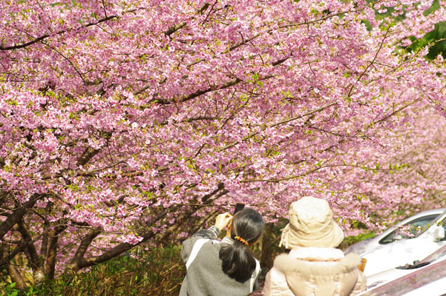 桜を観に行って来ました