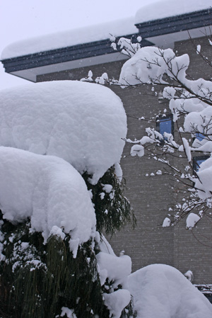 湯沢市の雪