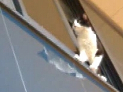 窓づたいに隣の部屋へ移動する忍者ネコ
