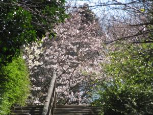桜（3月27日）