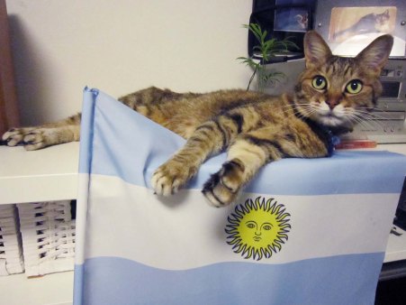 アルゼンチン応援ネコ