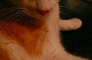 猫カフェ:クラウドナイン ニーチェの鼻。 photo:10.11.26
