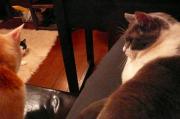 猫カフェ:クラウドナイン 膝ムールとお隣にニーチェ。 photo:10.11.26