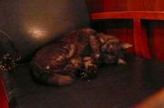 猫カフェ:クラウドナイン 向かいの椅子で白目で寝ぼけてるはな。 photo:10.11.26