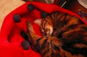 猫カフェ:クラウドナイン 真っ赤なクッションの中でまるまってるミト。 photo:10.11.26