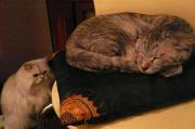 猫カフェ:クラウドナイン お手洗い前のマシュと、椅子の上でお休み中のダフネ。 photo:10.11.26