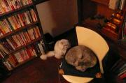 猫カフェ:クラウドナイン アンティークと本に囲まれて。マシュとダフネ。 photo:10.11.26