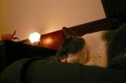 猫カフェ:クラウドナイン お膝ムールお休み。 photo:10.11.26