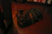 猫カフェ:クラウドナイン ミト、階段前を占領。 photo:10.11.26
