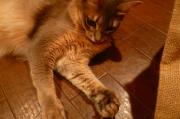 猫カフェ:ぐるぐる堂 小豆色の肉球はアンジュナ！グローブみたいなニギニギしたくなる手。 photo:10.07.30