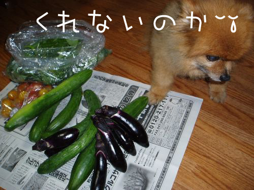 野菜ともんちゃん３