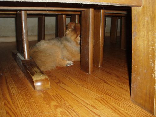 テーブルの下のもんちゃん１