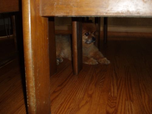 テーブルの下のもんちゃん２
