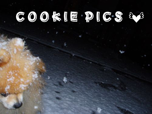 雪の中のクッキー