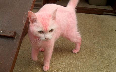 pink-cat-460_1724229c.jpg
