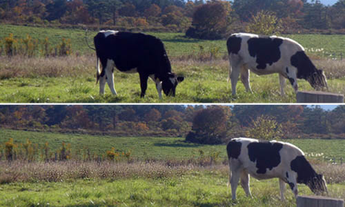 大きな牛の写真から、牛を消す写真