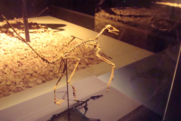 始祖鳥　恐竜博