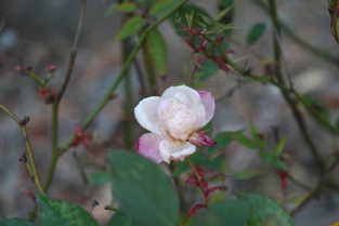 rose 066