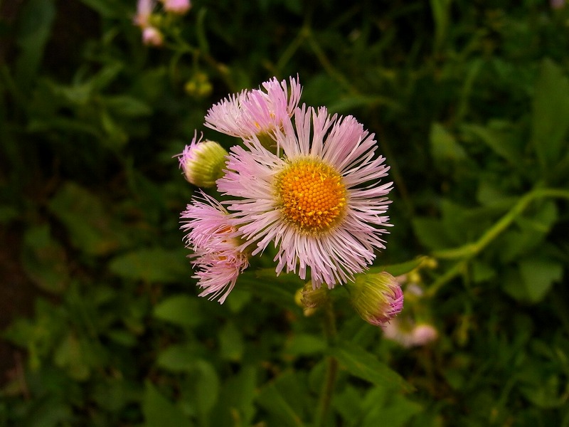 ハルジオン（春紫苑）