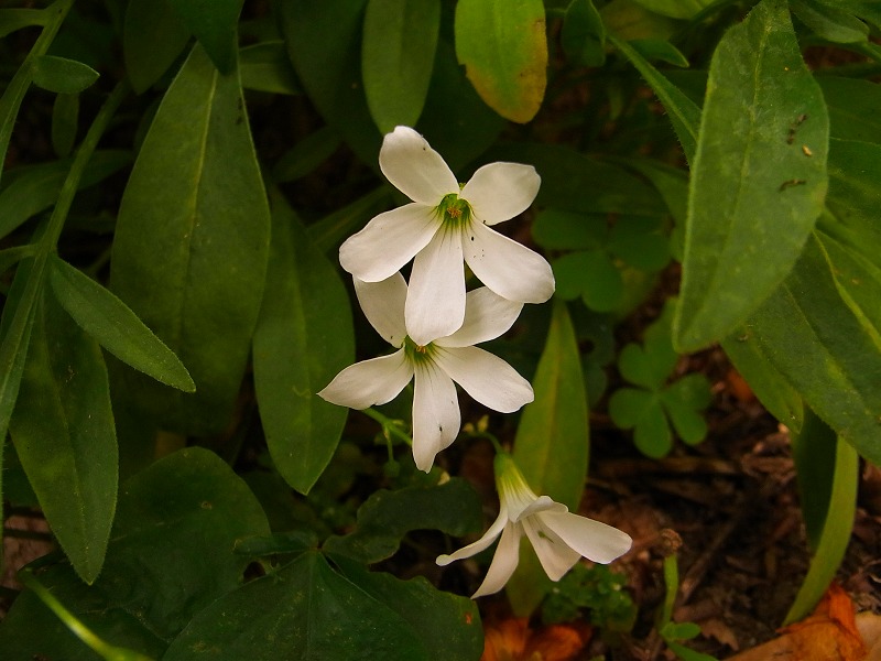 カタバミ　白花