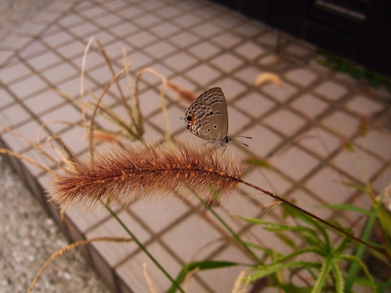 シジミ蝶