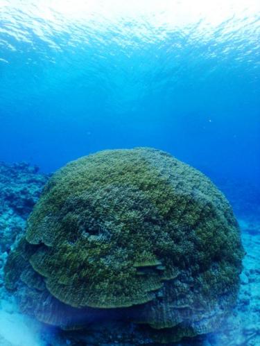 ハマ珊瑚