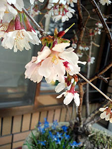 被災地・仙台の小さな桜
