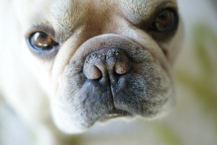 乾燥鼻に関して本犬は全く気にしていない様子。