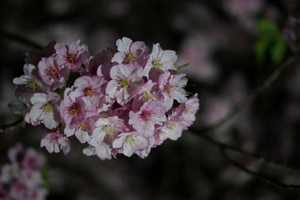 ライトアップの桜を撮影するのは難しいーーー！