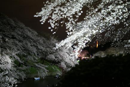 わたしに夜桜の撮影はムリ。。。（泣）