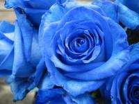 青い薔薇