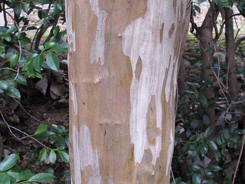 サルスベリの樹皮