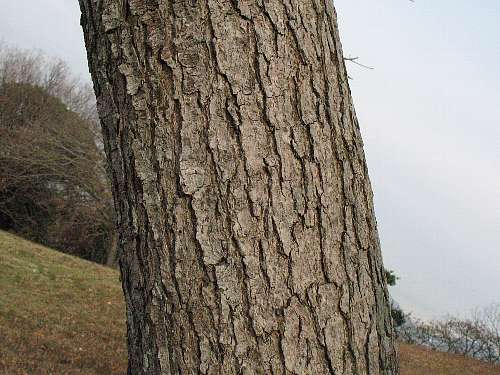 ヤマハゼの樹皮