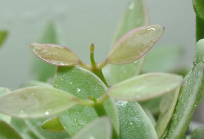 Dischidia bengalensis f.variegata