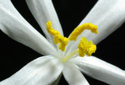 Gethyllis verticillata