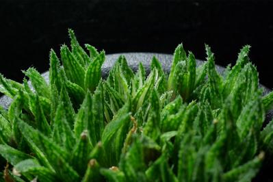 H. variegata v. modesuta f. variegata