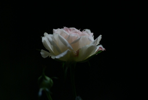 ミニ白薔薇