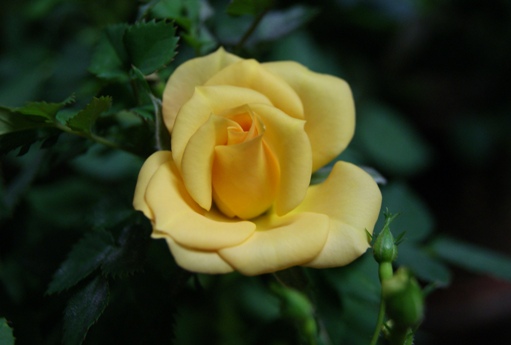 黄色薔薇