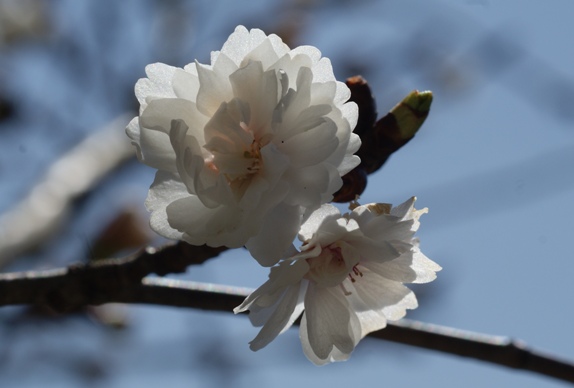 大阪冬桜
