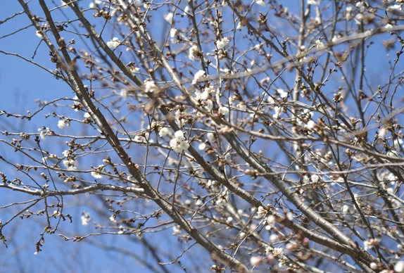 大阪冬桜　
