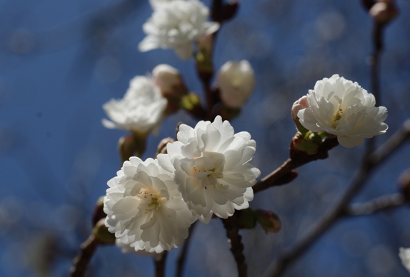 大阪冬桜　　
