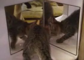 鏡に映る自分が解せぬ猫
