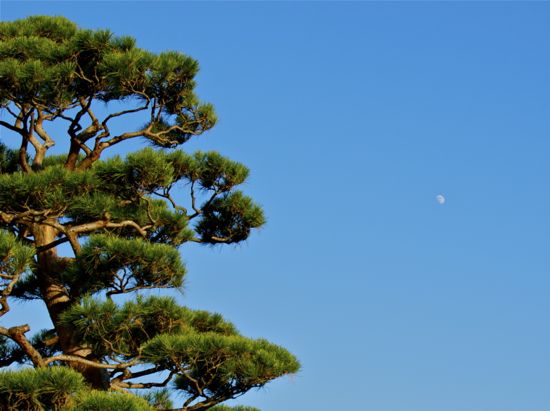 龍谷寺の松と月