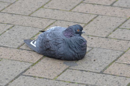 喜多見駅前の孤独な鳩