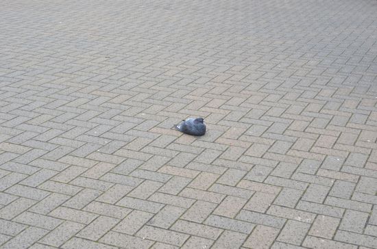 喜多見駅前の孤独な鳩