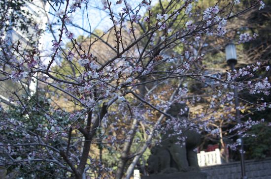 赤坂山王日枝神社の寒桜？