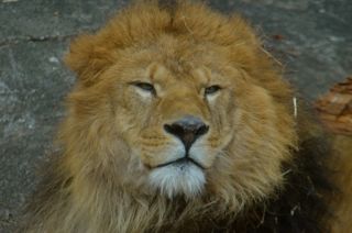 東山動植物園のライオン